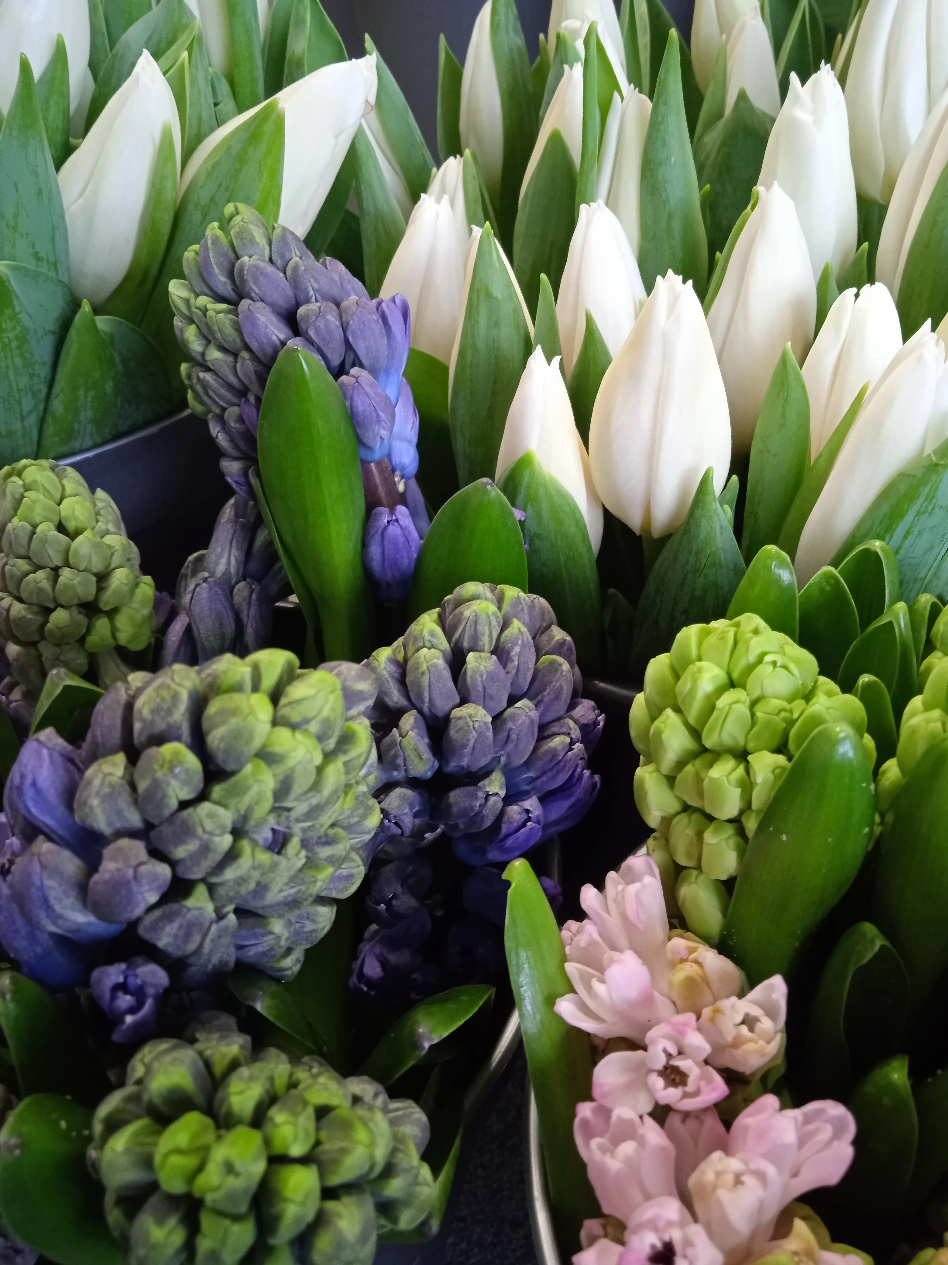 Blumen und Pflanzen mit grünen Blättern und hellen Blüten